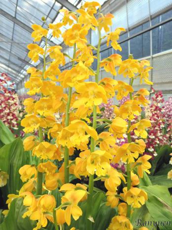 エビネ 蘭裕園 Ranyuen