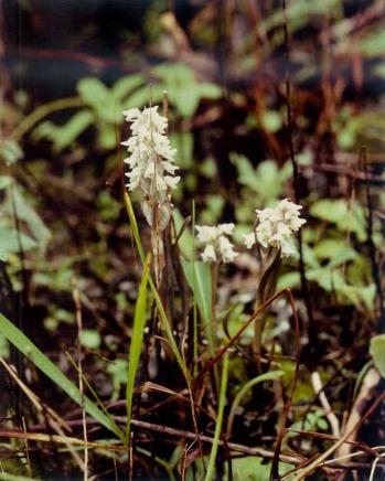 キヌラン 蘭裕園 Ranyuen