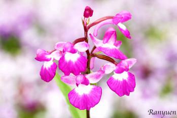 アワチドリ・夢ちどり 蘭裕園 Ranyuen