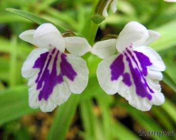 アワチドリ・夢ちどり 蘭裕園 Ranyuen