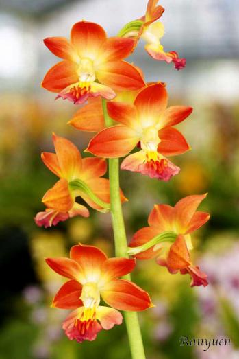 エビネ 蘭裕園 Ranyuen