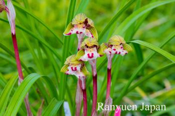 春蘭 蘭裕園 Ranyuen