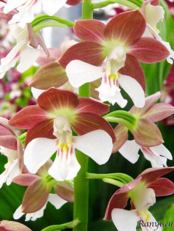 エビネ 蘭裕園 Ranyuen