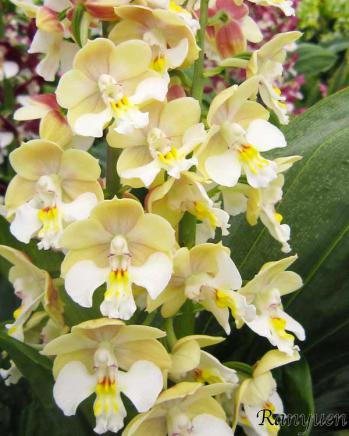 エビネ 蘭裕園 Ranyuen