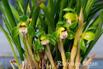 春蘭 蘭裕園 Ranyuen