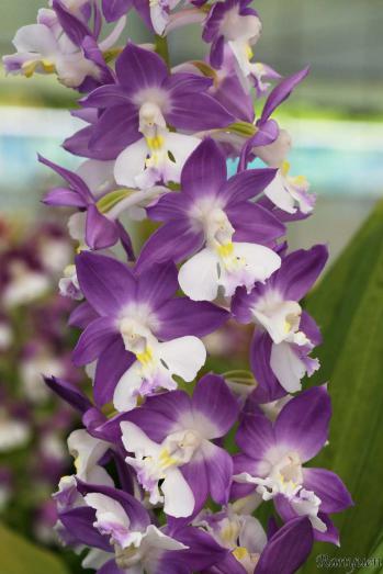 エビネ 蘭裕園 Ranyuen