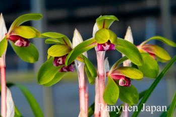 春蘭 蘭裕園 Ranyuen