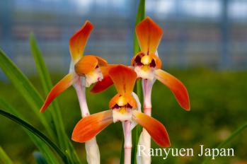 春蘭 蘭裕園 Ranyuen