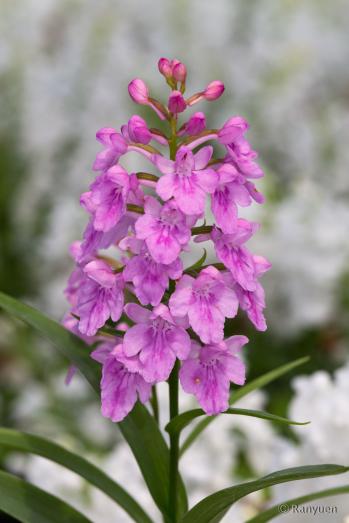 アワチドリ・夢ちどり 蘭裕園 Ranyuen