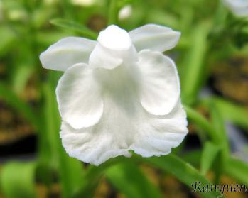 アワチドリ・夢ちどり 蘭裕園 Ranyuen