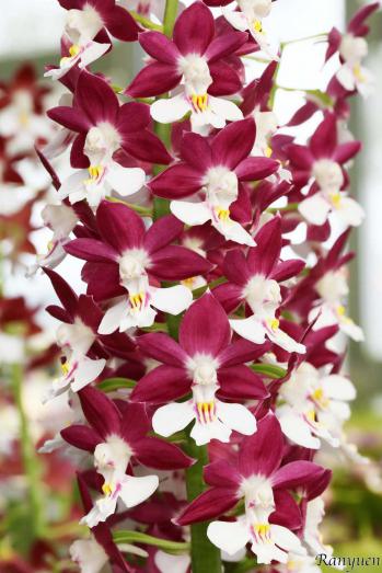 エビネ 蘭裕園 Ranyuen