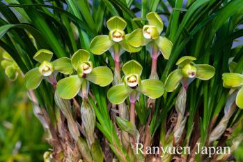 春蘭 蘭裕園 Ranyuen