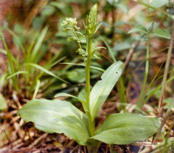 ハチジョウツレサギ 蘭裕園 Ranyuen