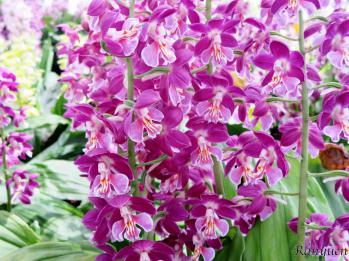 エビネ 蘭裕園 Ranyuen