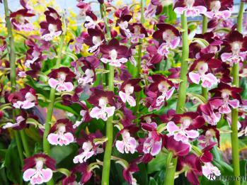 エビネ 蘭裕園 Ranyuen