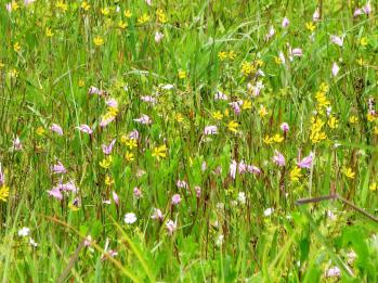 トキソウ 蘭裕園 Ranyuen