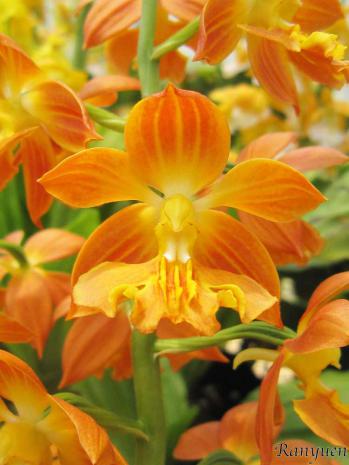 エビネ 蘭裕園 Ranyuen