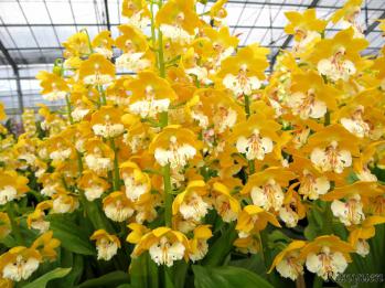 エビネ 蘭裕園 Ranyuen