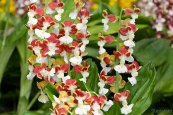 エビネ 蘭裕園 Ranyuen