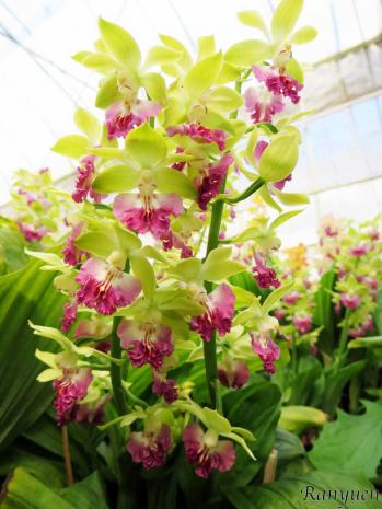 エビネ 蘭裕園 Ranyuen