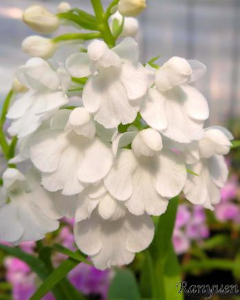 アワチドリ・夢ちどり 蘭裕園 Ranyuen