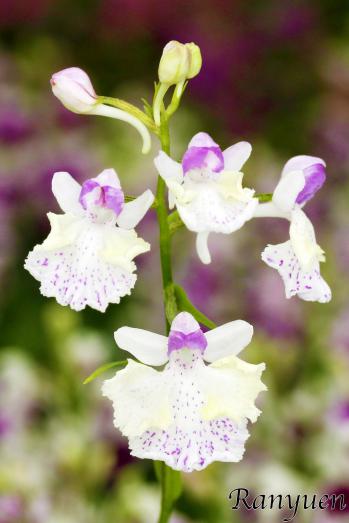 アワチドリ・夢ちどり 蘭裕園 Ranyuen