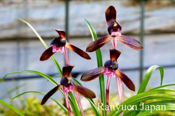 春蘭 蘭裕園 Ranyuen