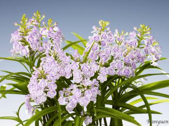 アワチドリ・夢ちどり 蘭裕園 Ranyuen