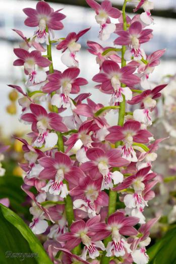 エビネ 蘭裕園 Ranyuen