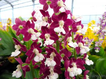 エビネ 蘭裕園 Ranyuen