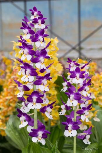 エビネ 蘭裕園 Ranyuen