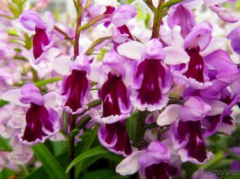 アワチドリ・夢ちどり 蘭裕園 Ranyuen