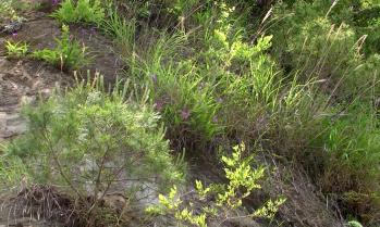 シラン 蘭裕園 Ranyuen