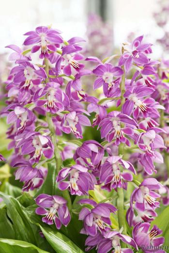 エビネ 蘭裕園 Ranyuen