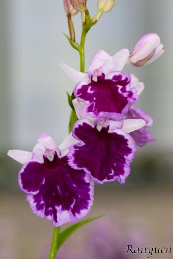 アワチドリ・夢ちどり 蘭裕園 Ranyuen