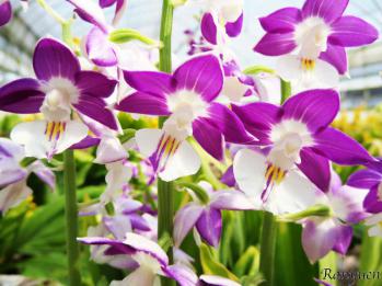 エビネ 蘭裕園 Ranyuen