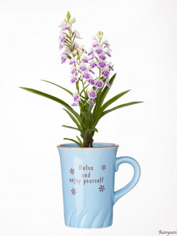 蘭裕園スタイル 蘭裕園 Ranyuen