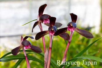 春蘭 蘭裕園 Ranyuen