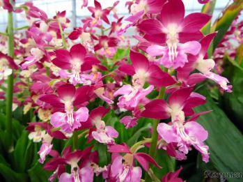 エビネ 蘭裕園 Ranyuen