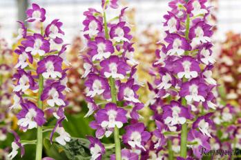 エビネ 蘭裕園 Ranyuen