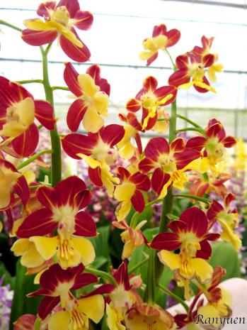 エビネ 蘭裕園 Ranyuen