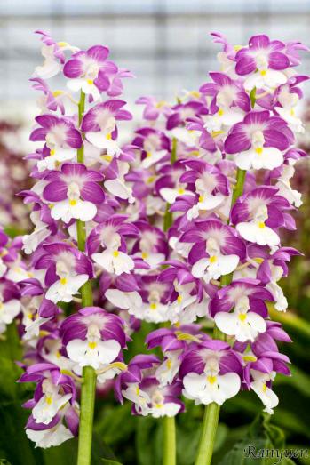 エビネ 蘭裕園 Ranyuen