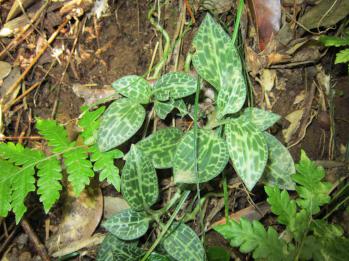 ミヤマウズラ 蘭裕園 Ranyuen