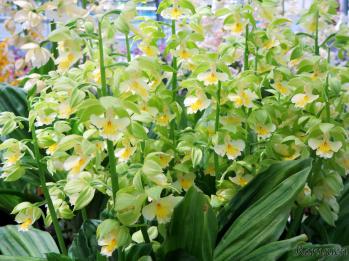 エビネ 蘭裕園 Ranyuen