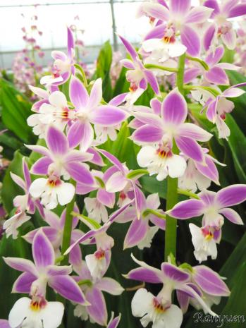 エビネ 蘭裕園 Ranyuen