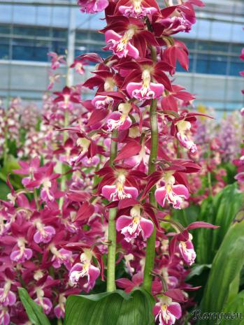 エビネ 蘭裕園 Ranyuen