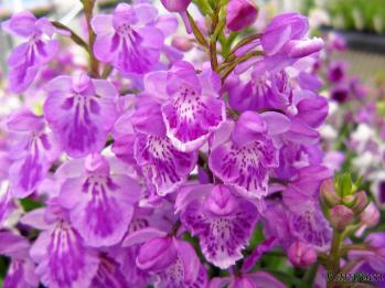 アワチドリ・夢ちどり 蘭裕園 Ranyuen