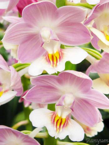 エビネ 蘭裕園 Ranyuen