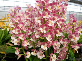 エビネ 蘭裕園 Ranyuen