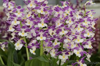 エビネ 蘭裕園 Ranyuen